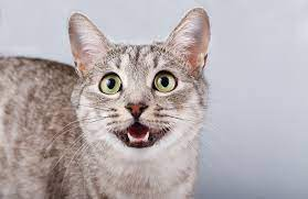 Descubra o que seu gato quer traduzindo o miado!